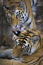 Bengal Tiger (Panthera tigris tigris) 17 month old female juvenile licking brother's ear, late afternoon, dry season, Bandhavgarh National Park, India
