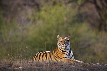 Bengal Tiger (Panthera tigris tigris) 17 month old juvenile male resting in open area, early morning, dry season, Bandhavgarh National Park, India