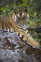 Bengal Tiger (Panthera tigris tigris) 17 month juvenile lying on rock, early morning, dry season, Bandhavgarh National Park, India