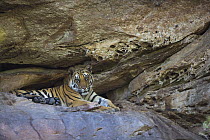 Bengal Tiger (Panthera tigris tigris) 11 month old juvenile resting in cool cave during heat of day, dry season, Bandhavgarh National Park, India