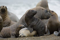 South American Sea Lion (Otaria flavescens) with pups on beach, March, Valdes Penisnsula, Patagonia, Argentina