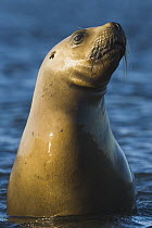 South American Sea Lion (Otaria flavescens) in shallow water, sunset, March, Valdes Penisnsula, Patagonia, Argentina