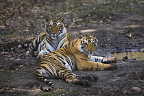 Bengal Tiger (Panthera tigris tigris) 18 month old juveniles resting near small waterhole in dry season, April, Bandhavgarh National Park, India