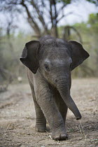 Asian Elephant (Elephas maximus) 4 week old calf of a female trained as a working elephant for tourism and tiger tracking, India