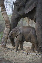 Asian Elephant (Elephas maximus) 4 week old calf and chained mother pushing against tree, the mother has been trained as a working elephant for tourism and tiger tracking, India