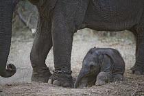 Asian Elephant (Elephas maximus) 4 week old calf resting underneath chained mother's belly, the mother has been trained as a working elephant for tourism and tiger tracking, India