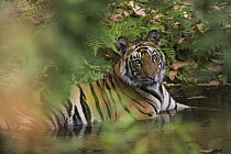Bengal Tiger (Panthera tigris tigris) 16 month old juvenile cooling off in creek during dry season in April, Bandhavgarh National Park, India