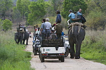 Asian Elephant (Elephas maximus) carrying tourists along with game drive vehicles searching for tigers in meadow, dry season, April, Bandhavgarh National Park, India