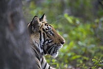 Bengal Tiger (Panthera tigris tigris) 16 month old juvenile behind tree, dry season, April, Bandhavgarh National Park, India