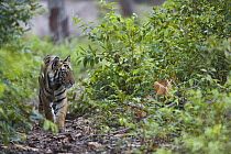 Bengal Tiger (Panthera tigris tigris) 16 month old juvenile stalking in shady forest, dry season, April, Bandhavgarh National Park, India