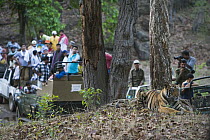 Bengal Tiger (Panthera tigris tigris) large group of tourists watching 16 month old juvenile, dry season, April, Bandhavgarh National Park, India