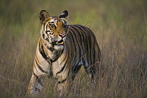 Bengal Tiger (Panthera tigris tigris) walking in tall dry grass, dry season, April, Bandhavgarh National Park, India