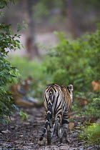 Bengal Tiger (Panthera tigris tigris) 16 month old juvenile walking away in forest, dry season, April, Bandhavgarh National Park, India