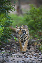 Bengal Tiger (Panthera tigris tigris) 16 month old juvenile walking on trail in forest, dry season, April, Bandhavgarh National Park, India