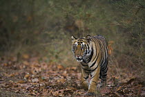 Bengal Tiger (Panthera tigris tigris) 16 month old juvenile stalking on trail in forest, dry season, April, Bandhavgarh National Park, India