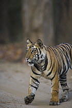 Bengal Tiger (Panthera tigris tigris) 16 month old cub crossing dirt track, dry season, April, Bandhavgarh National Park, India