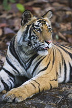 Bengal Tiger (Panthera tigris tigris) 16 month female juvenile, Bandhavgarh National Park, India