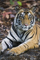 Bengal Tiger (Panthera tigris tigris) 16 month old female juvenile, eyes alert, Bandhavgarh National Park, India