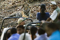 Bengal Tiger (Panthera tigris tigris) tourists in game drive vehicles watching juvenile, Bandhavgarh National Park, India