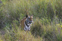 Bengal Tiger (Panthera tigris tigris) tigress in meadow with tall dry grass, dry season, April, Bandhavgarh National Park, India