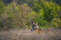 Bengal Tiger (Panthera tigris tigris) 16 month old juvenile laying in meadow, dry season, April, Bandhavgarh National Park, India