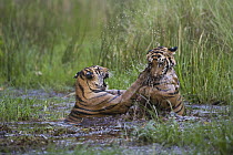 Bengal Tiger (Panthera tigris tigris) 16 month old juveniles playing in water, dry season, April, Bandhavgarh National Park, India
