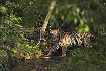 Bengal Tiger (Panthera tigris tigris) 16 month old juvenile crossing creek in forest, dry season, April, Bandhavgarh National Park, India