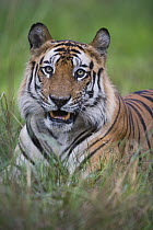 Bengal Tiger (Panthera tigris tigris) dominant male lying in green grass, dry season, April, Bandhavgarh National Park, India
