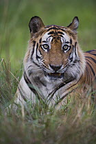 Bengal Tiger (Panthera tigris tigris) dominant male lying in green grass, close-up, dry season, April, Bandhavgarh National Park, India