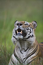 Bengal Tiger (Panthera tigris tigris) dominant male lying in green grass, picking up scent, close-up, dry season, April, Bandhavgarh National Park, India