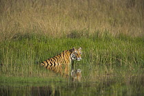 Bengal Tiger (Panthera tigris tigris) walking in water hole to cool off, dry season, April, Bandhavgarh National Park, India