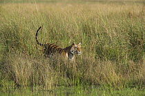 Bengal Tiger (Panthera tigris tigris) walking in tall grass, dry season, April, Bandhavgarh National Park, India