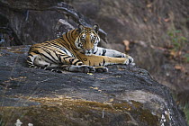 Bengal Tiger (Panthera tigris tigris) resting on a rock in shady area during mid morning heat, dry season, April, Bandhavgarh National Park, India