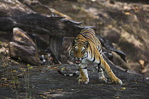 Bengal Tiger (Panthera tigris tigris) standing on rock in shady area, snarling, dry season, April, Bandhavgarh National Park, India