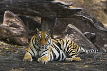 Bengal Tiger (Panthera tigris tigris) lying on rock in shady area, dry season, April, Bandhavgarh National Park, India