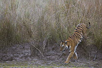 Bengal Tiger (Panthera tigris tigris) tigress coming out of tall, dry grass early morning, dry season, Bandhavgarh National Park, India