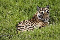 Bengal Tiger (Panthera tigris tigris) 17 month old juvenile lying in short green grass of wet meadow, early morning, dry season, Bandhavgarh National Park, India