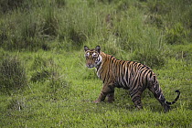 Bengal Tiger (Panthera tigris tigris) 17 month old juvenile walking in short green grass of wet meadow, early morning, dry season, Bandhavgarh National Park, India