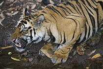 Bengal Tiger (Panthera tigris tigris) 17 months old juvenile at water hole, dry season, Bandhavgarh National Park, India