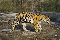 Bengal Tiger (Panthera tigris tigris) 17 month old male juvenile walking in open area, early morning, dry season, Bandhavgarh National Park, India