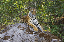 Bengal Tiger (Panthera tigris tigris) 17 month old juvenile lying on rock, early morning, dry season, Bandhavgarh National Park, India