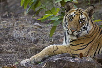 Bengal Tiger (Panthera tigris tigris) 11 month old cub lying on rock, dry season, April, Bandhavgarh National Park, India