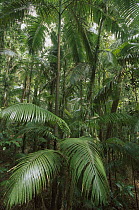 Palm grove after rain, Eungella National Park, Australia