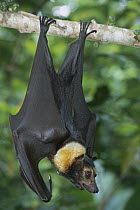 Spectacled Flying Fox (Pteropus conspicillatus) hanging in fig tree, Daintree National Park, Australia
