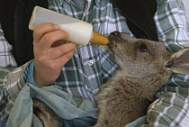 Red Kangaroo (Macropus rufus) orphan joey being fed by biologist near Broken Hill, Australia