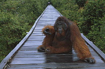 Orangutan (Pongo pygmaeus) dominant male sitting on boardwalk during rain, Tanjung Puting National Park, Borneo, Malaysia
