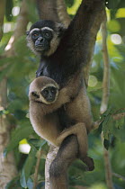 M?ller's Bornean Gibbon (Hylobates muelleri) mother and baby hanging in trees, Borneo, Malaysia