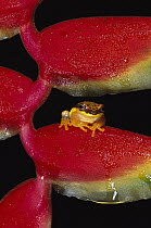 Red-skirted Tree Frog (Hyla rhodopepla) on Heliconia flower, Tambopata River, Peru