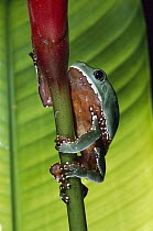 Tree Frog (Phyllomedusa sp) on stem of heliconia flower, Tambopata River, Peru