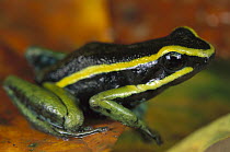 Three-striped Poison Dart Frog (Ameerega trivittata) portrait, Tambopata River, Peru
